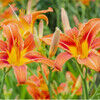 roxanne_r555